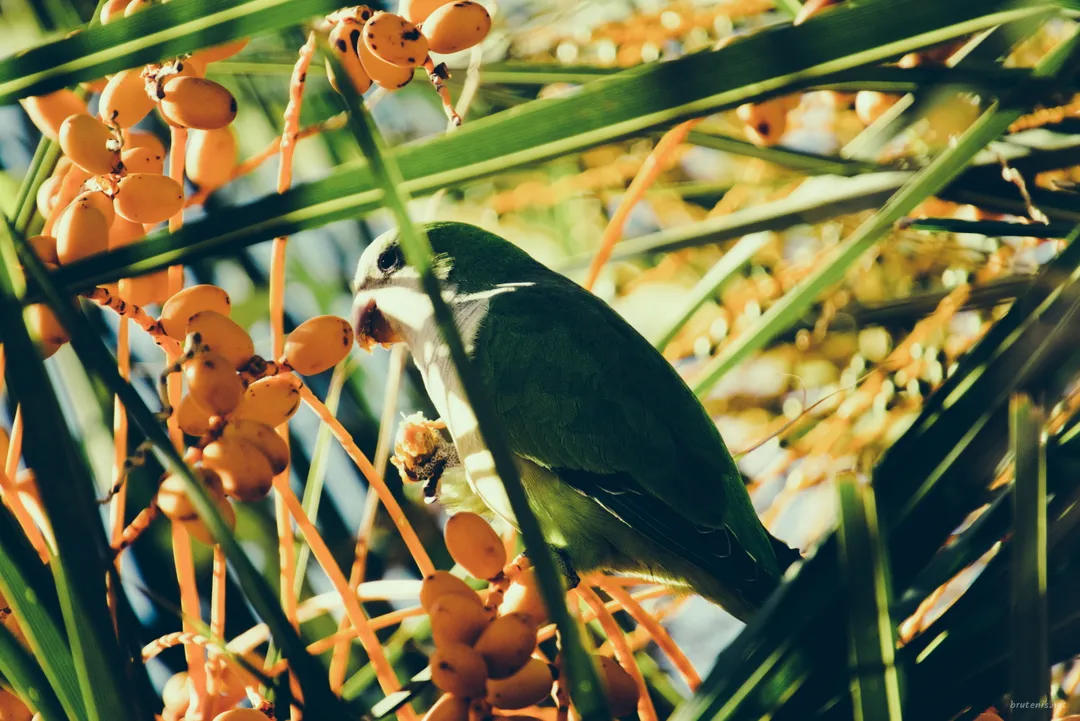 If I Were a Parakeet — photo 12