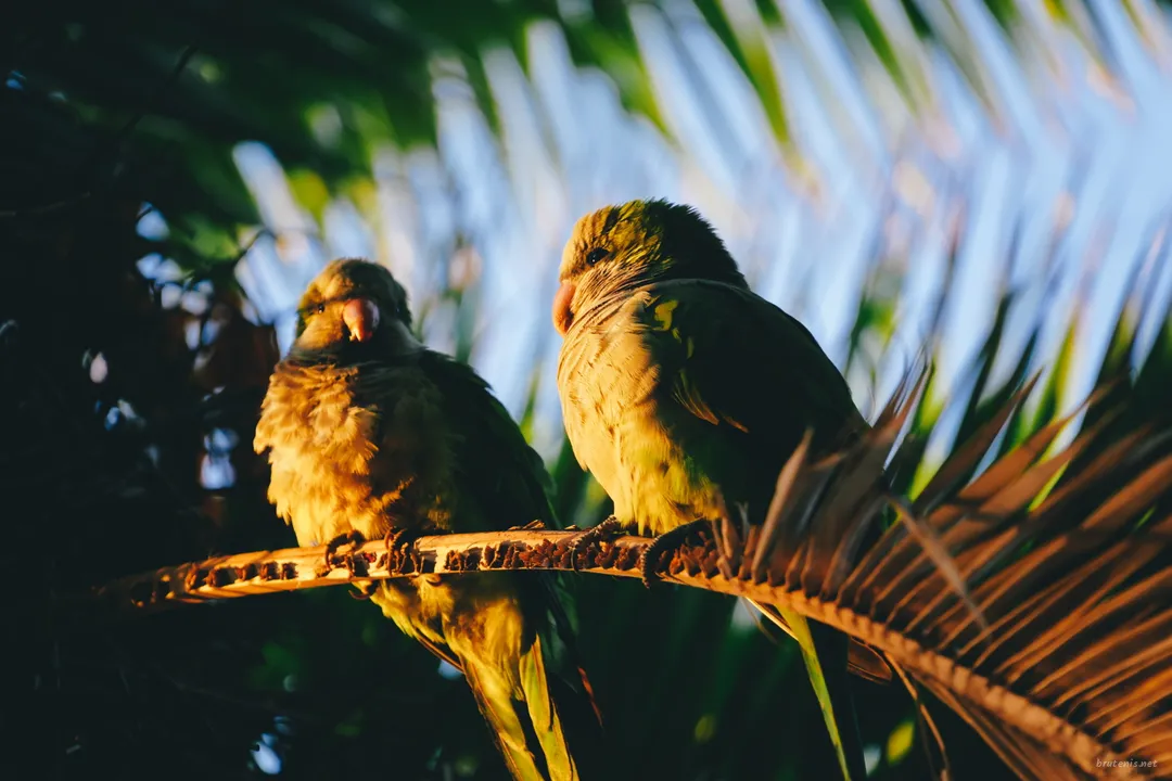 If I Were a Parakeet — photo 5