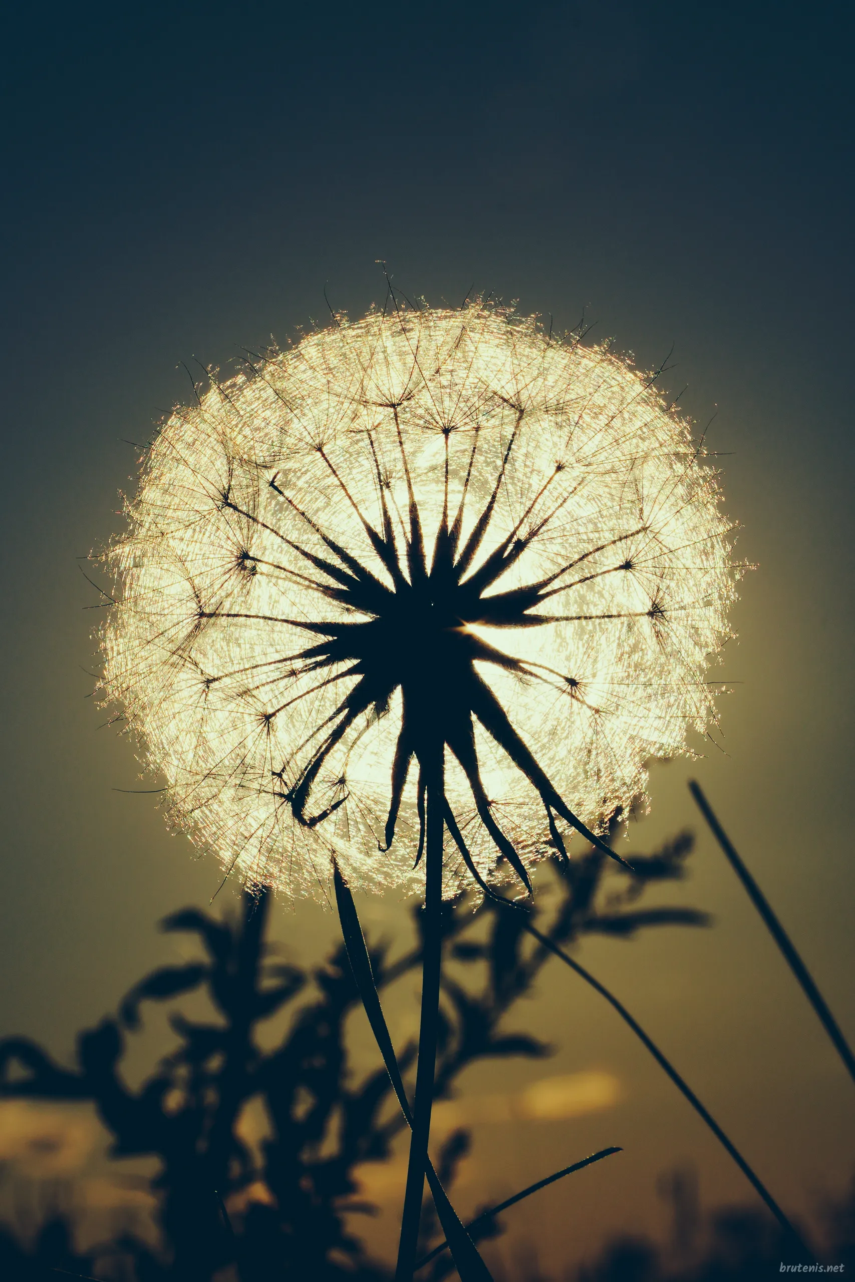 Under Leaf and Sky — photo 2