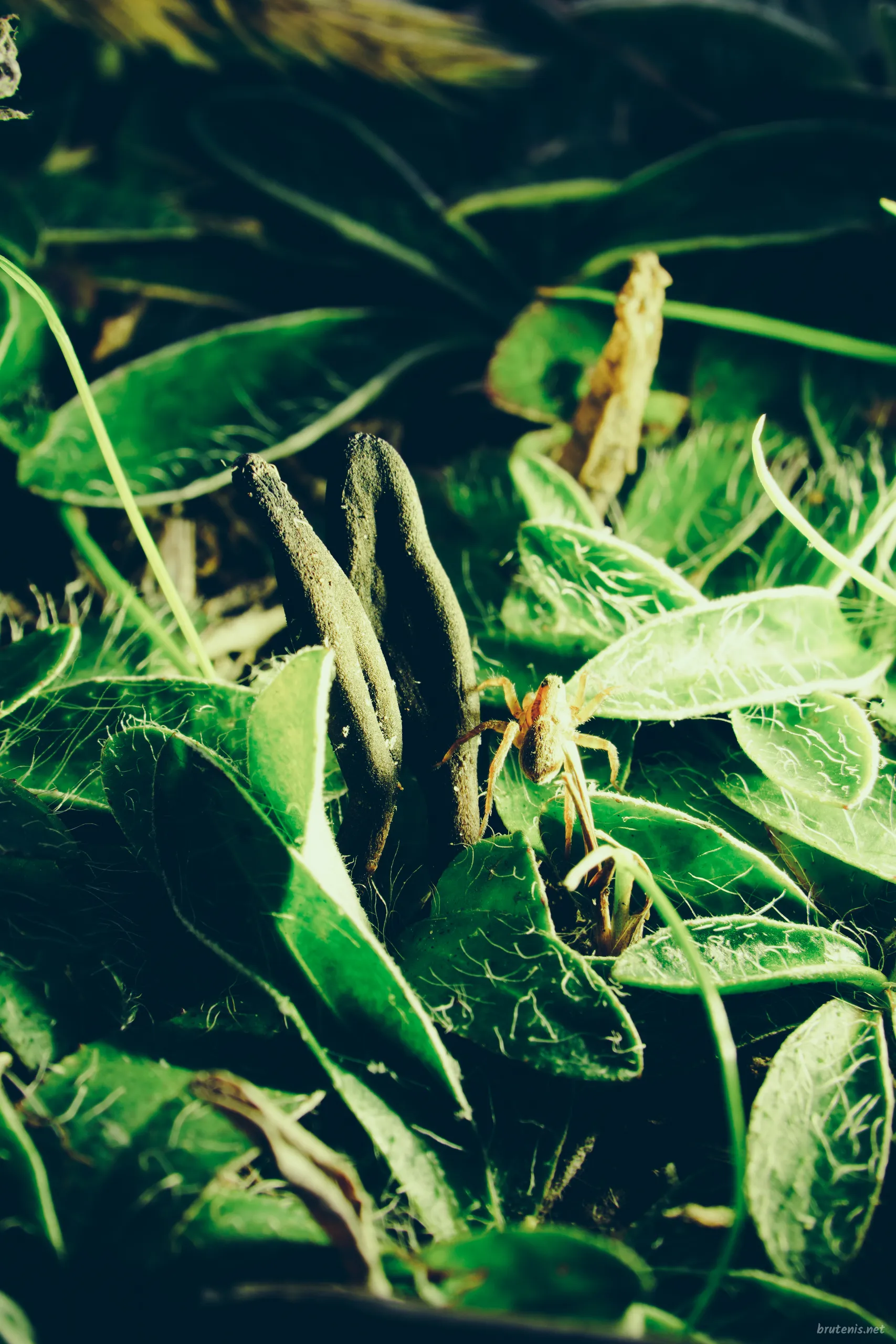 Under Leaf and Sky — photo 3